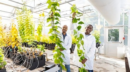 Poplar tree study discovers a photosynthesis gene that boosts plant height