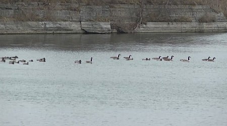 Avian influenza reported in Wisconsin wildlife and poultry cases prompt safety warnings