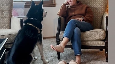 WATCH: Husky doesn't understand why grandma doesn't have his favorite jerky