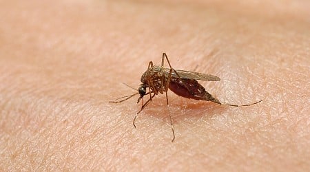 Texas officials announce first locally acquired case of dengue virus in 2024