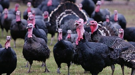 Top 10 Turkey Trade Facts For That Most American Of Holidays