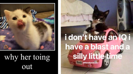 25 Cute Cat Memes Gently Meowing to Your Face For Increased Wholesome Fluffy Feline Factor