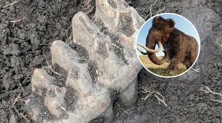 Mastodon Bones Found in New York Resident's Backyard