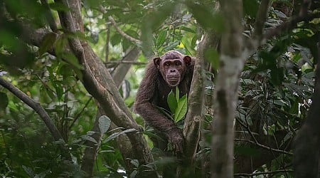 25 photos from the Wildlife Photographer of the Year contest portray the beauty and vulnerability of life in the wild