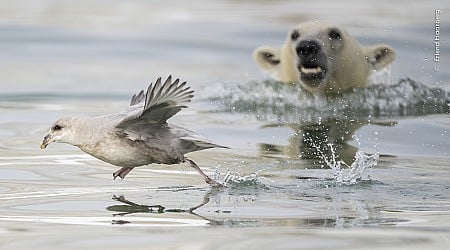 Choose Your Favorite Photo for the Wildlife Photographer of the Year 2024 People’s Choice