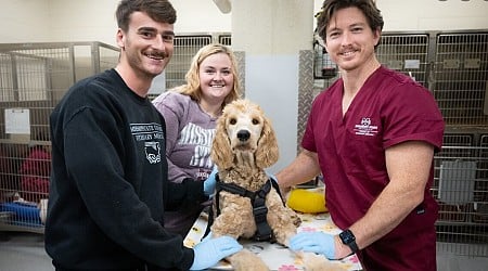 Kann wieder laufen - Paar opfert Hochzeitsbudget, um fremden Hund das Leben zu retten