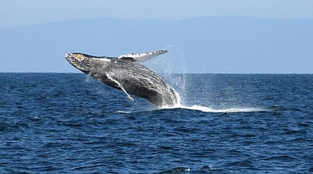 This Humpback Whale Just Smashed a Migration Record With an Astonishing 8,000-Mile Journey