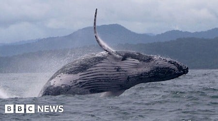 Whale makes epic migration, astonishing scientists