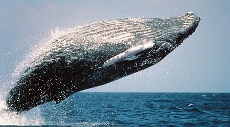 Una ballena batió un récord de distancia recorriendo tres océanos para reproducirse. Es una mala noticia