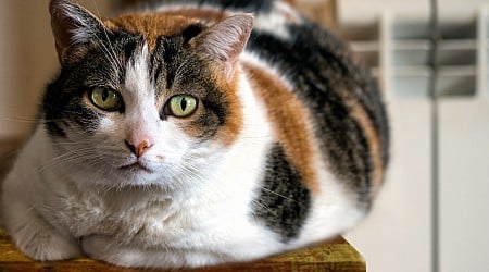 Calico Cat's Curiosity About Desktop Physics Toy Is Too Funny