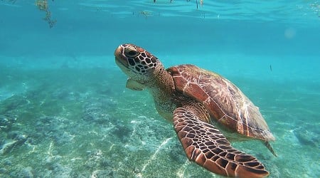 Montserrat's wandering turtles highlight need for conservation without borders