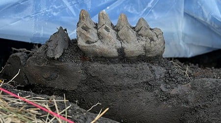 New York Man Digs Up Mastodon Fossil in His Backyard