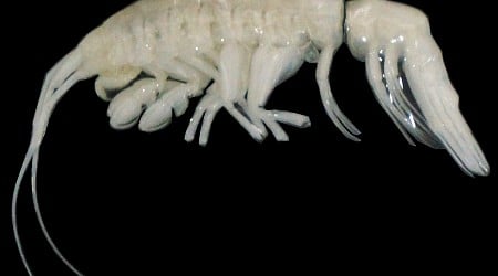 Killer Ghost Shrimp: Scientists Discover a New Predator Lurking in the Atacama Trench