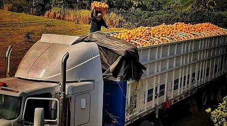 Sequía obligó a jugueras en Veracruz a importar naranja de Centroamérica