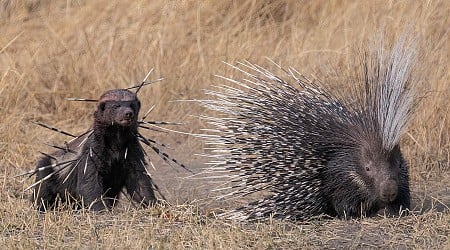 The Final 25 Images of Wildlife Photographer of the Year People’s Choice Award 2024