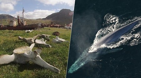 La caza de ballenas a lo largo de los años ha tenido un efecto inesperado: ha afectado a su diversidad genética