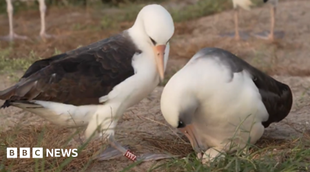 Oldest known wild bird lays egg at 74