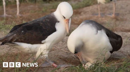 World's oldest known wild bird lays egg at 74