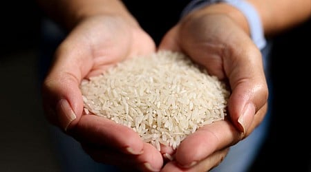 Los inspectores detienen 25.000 kilos de arroz por su aspecto y olor y se topan con un descubrimiento espantoso