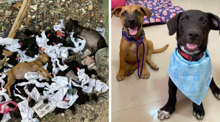 Two Puppies Make A Successful Recovery After Being Left In Critical Condition In A Garbage Pile