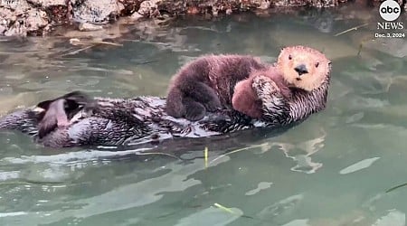 WATCH: Sea otter mom and pup spotted swimming along the California coast