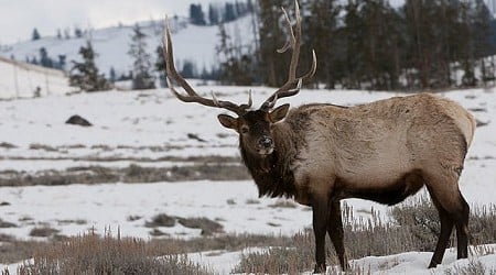 First case of Chronic Wasting Disease detected in Idaho Domestic Elk