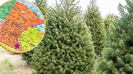 Grab A Free Christmas Tree Saturday in Rochester, Minnesota!