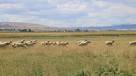 Farmers Are Using Wool To Save Water in the Drought-Ridden West