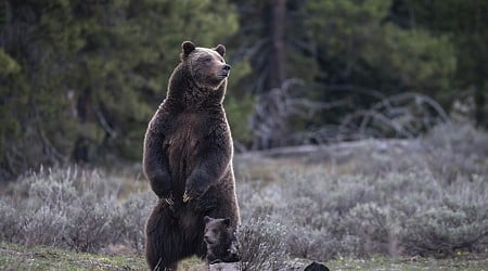 New approach to Rocky Mountain grizzlies sought ahead of the second Trump presidency