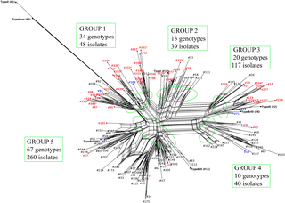 A population study of Toxoplasma gondii in the Amazon region expands current knowledge of the genetic diversity in South America