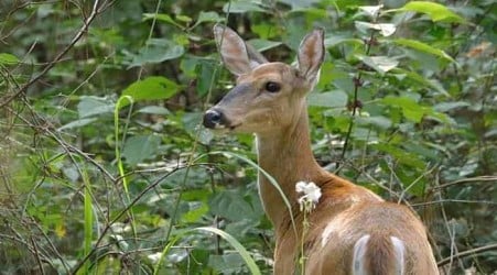 New initiative aims to bridge farmers, hunters amid Michigan’s deer overpopulation crisis