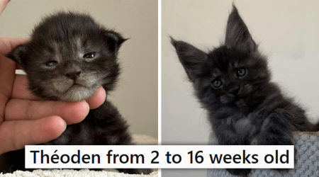 Pictures Capturing the Adorable Progression of a Tiny Kitten Into a Giant and Majestic Maine Coon Cat