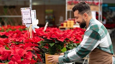 Las tres claves a seguir para cuidar la flor de pascua antes y después de Navidad