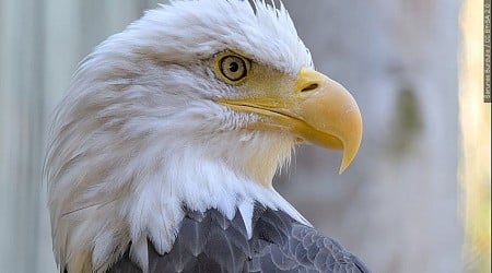 Biden signs a bill officially making the bald eagle the national bird of the US