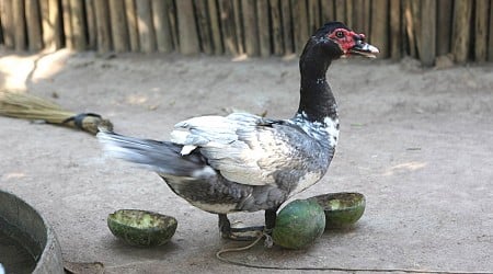 Archaeologists uncover maize's significance to Casarabe people—and their ducks