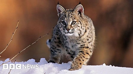 Bird flu kills 20 big cats at US animal sanctuary