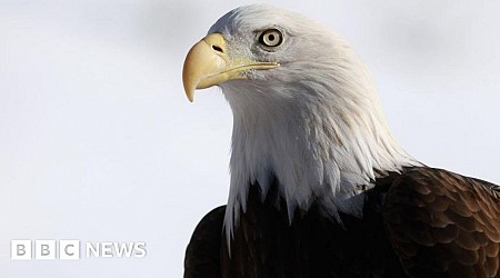 Bald eagle officially declared US national bird after 250 years