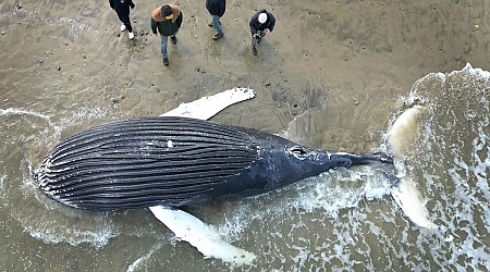 Marshfield, MA whale death: Humpback on beach latest Mass. stranding