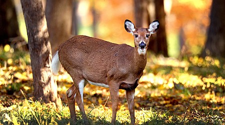 Mass. grapples with rising deer dilemmas