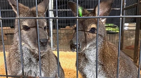 Wallabies recaptured after escaping South Carolina petting zoo