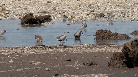 Bird poop may be the key to stopping the next flu pandemic. Here’s why.