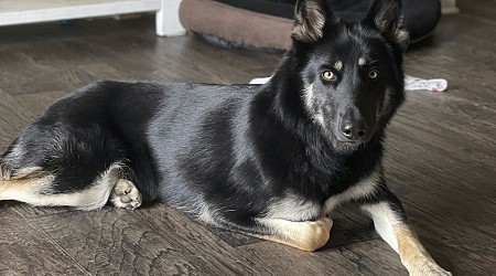 Missing dog returned to family home and rang the doorbell