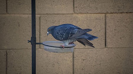 Arizona bird lovers should be cautious as avian flu spreads