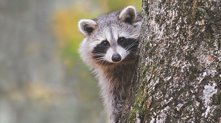 Child injured after raccoon attack inside Idaho home, officials say