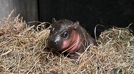 Virginia Zoo's Latest Addition Is a Baby Pygmy Hippo