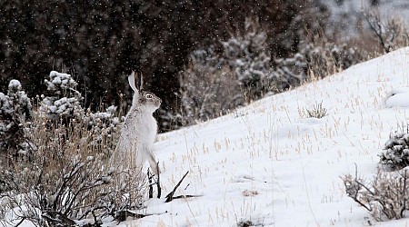 Snow days set to disappear across much of the US