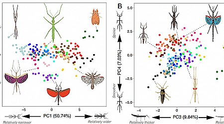 Convergent evolution: stick and leaf insects share 20 body features