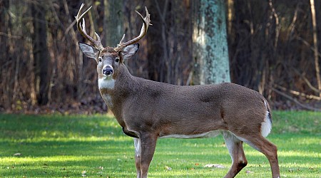 Ohio hunters check 17,000 deer during additional gun hunting weekend