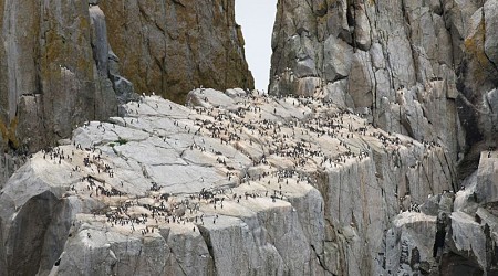 Heat wave in Alaska killed a record 4 million seabirds