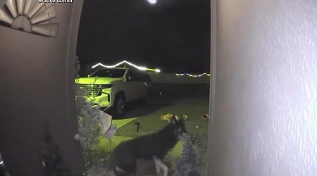 Dog missing for nine days returns home, rings the doorbell